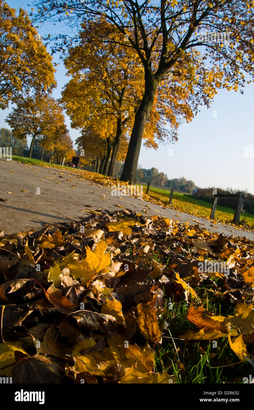 Motif de feuilles d'automne Banque D'Images