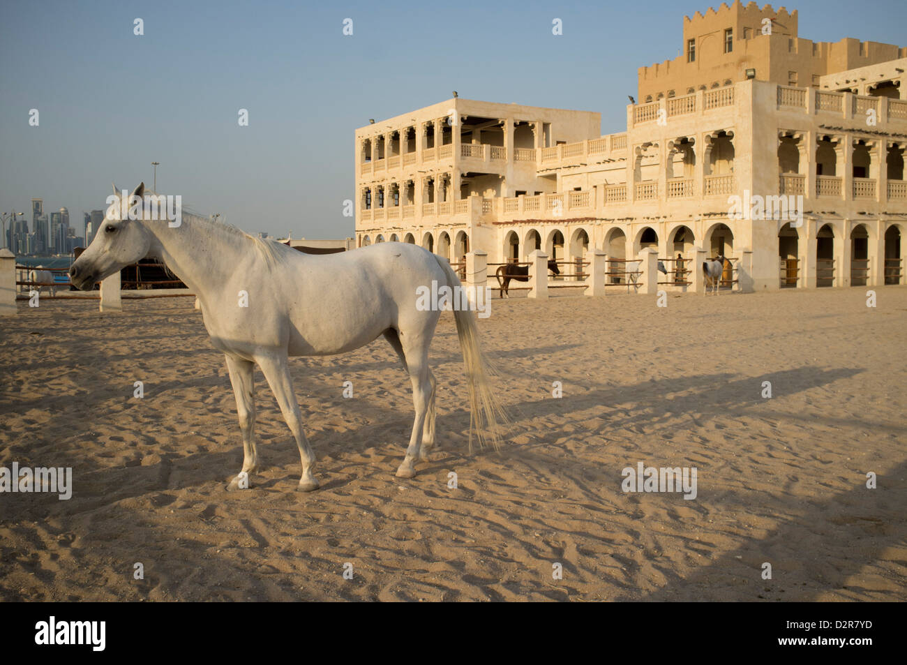 Les chevaux arabes, Doha Qatar Banque D'Images
