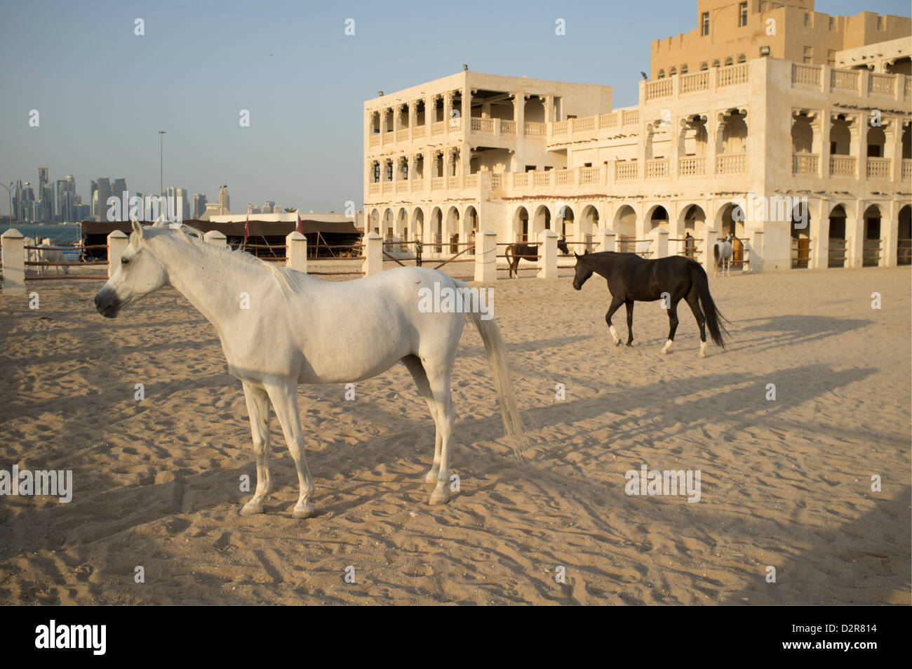 Les chevaux arabes, Doha Qatar Banque D'Images