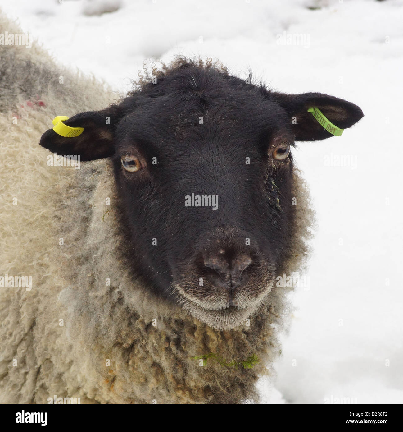 Face Black Sheep dans la neige Banque D'Images
