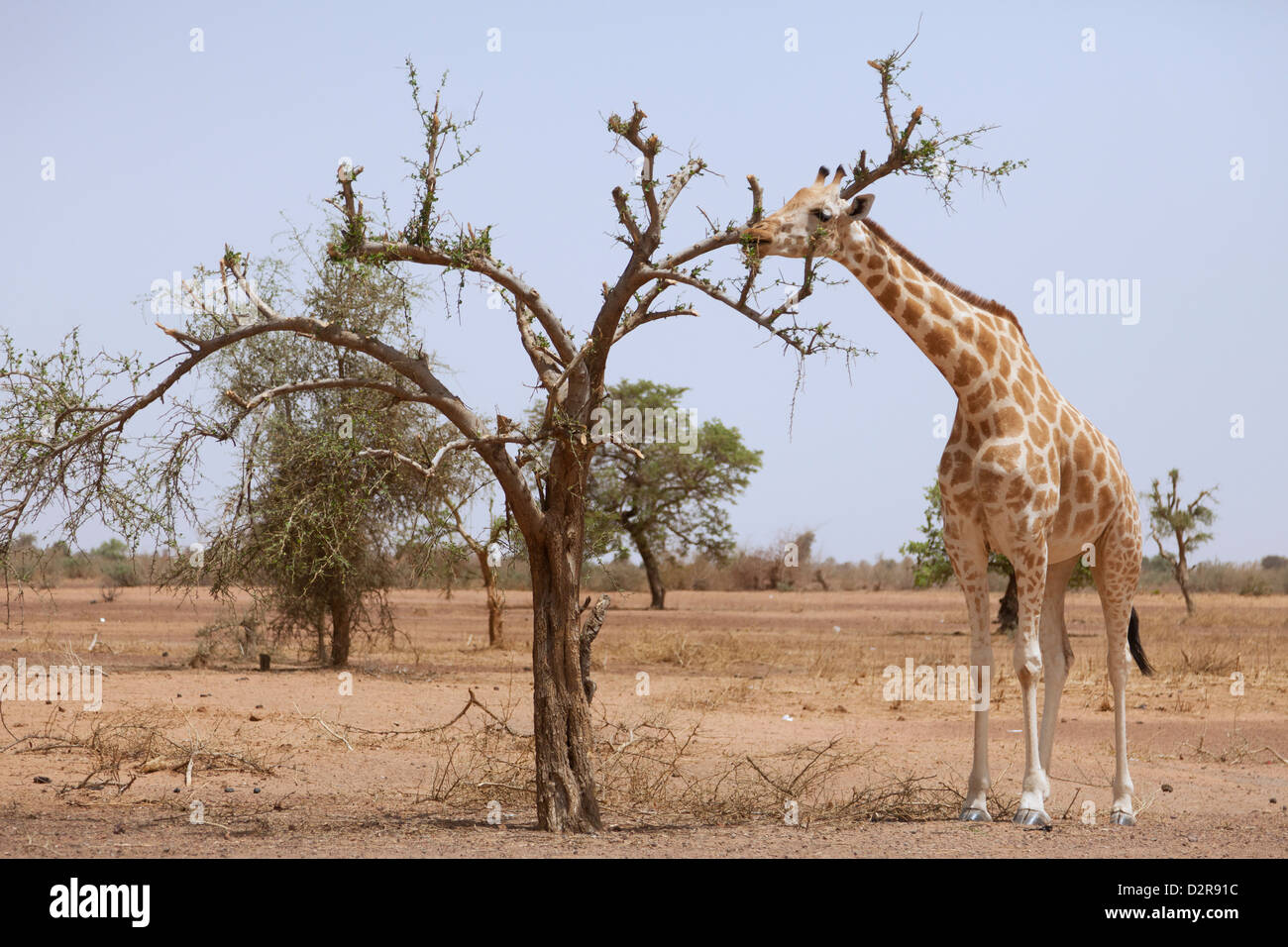 Girafe dans le parc de Koure, 60 km à l'est de Niamey, l'une des dernières girafes d'Afrique de l'Ouest, au Niger, en Afrique de l'Ouest Banque D'Images