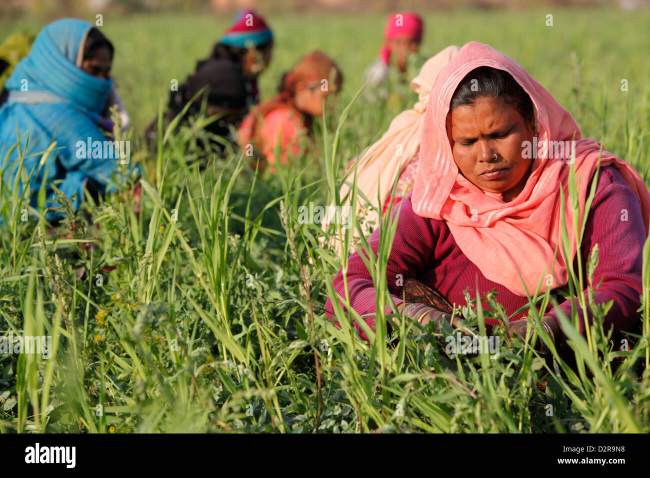 La récolte des haricots, des femmes d'Uttar Pradesh, Inde, Asie Banque D'Images