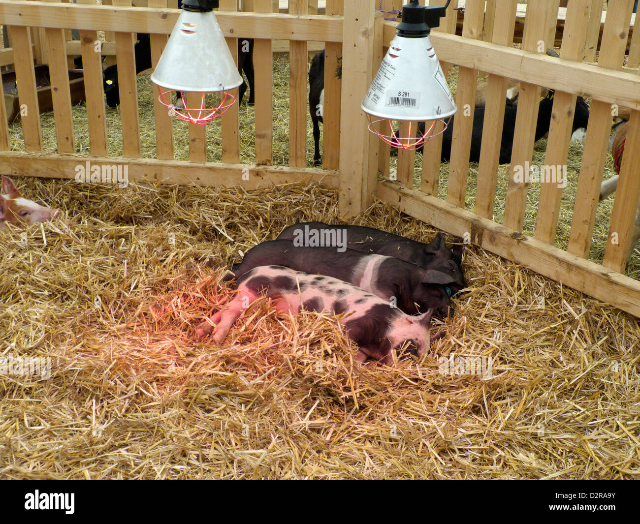 Allemagne Munich 125e Exposition Agriculture porcs porcelets Baby sleeping Banque D'Images