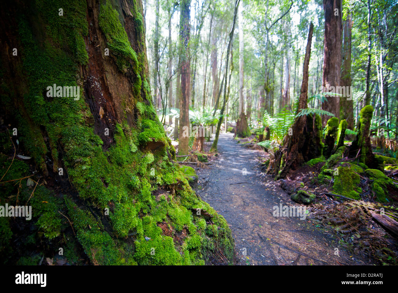 Pandani Grove Nature Trail, Mount Field National Park, Tasmanie, Australie, Pacifique Banque D'Images