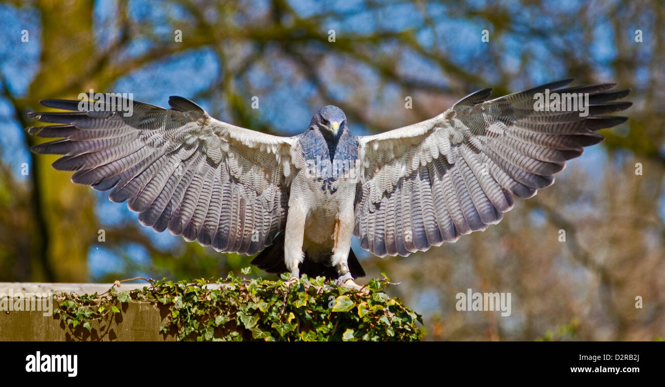 Eagle/Black-Chested chilien Eagle Buzzard chilien/Aigle Bleu/Gris Eagle Buzzard (geranoaetus melanoleucus) ailes déployées Banque D'Images