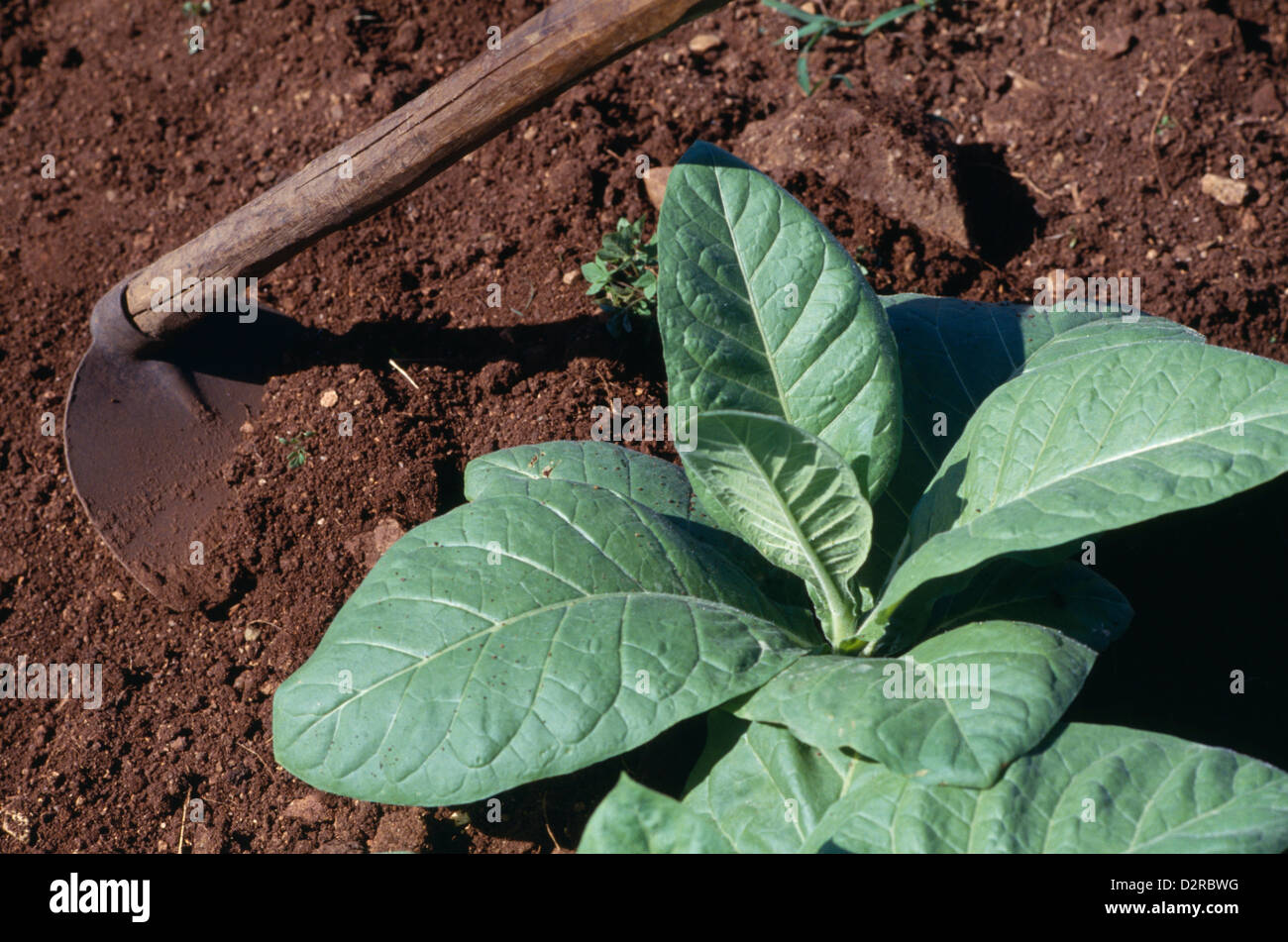 Nicotiana tabacum, Tabac, vert. Banque D'Images