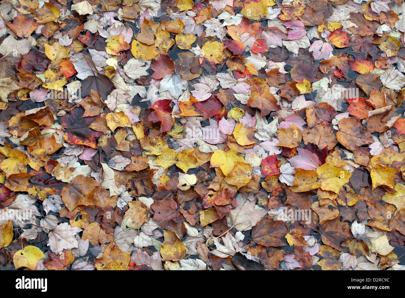 Cultivar Acer, Érable Banque D'Images