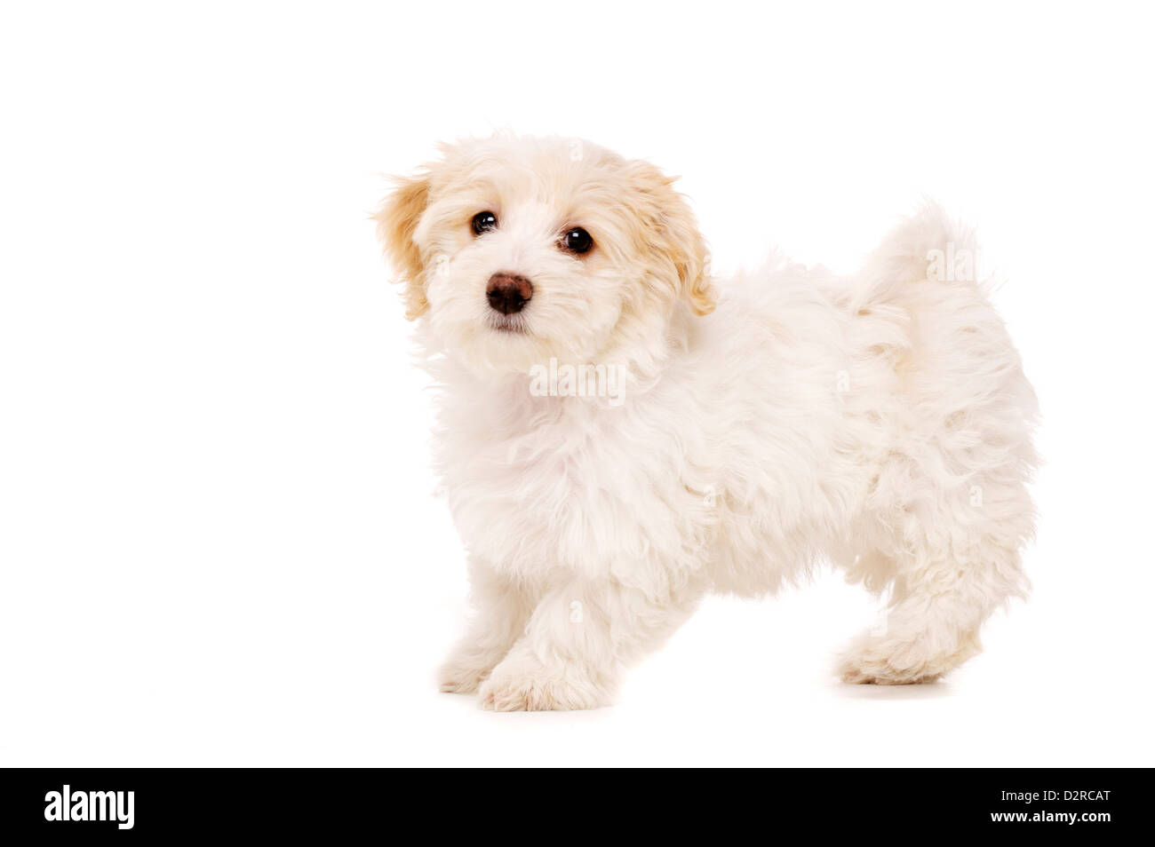 Bichon Frise chiot ludique croix se regardant la caméra isolé sur fond blanc Banque D'Images