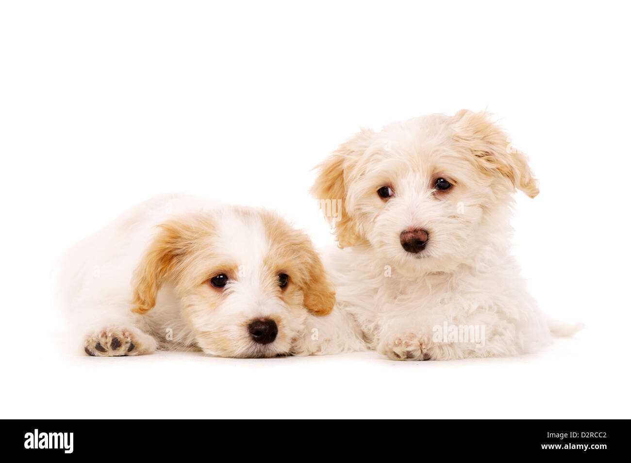 Bichon Frise ludique deux portées chiots croisé isolé sur fond blanc Banque D'Images