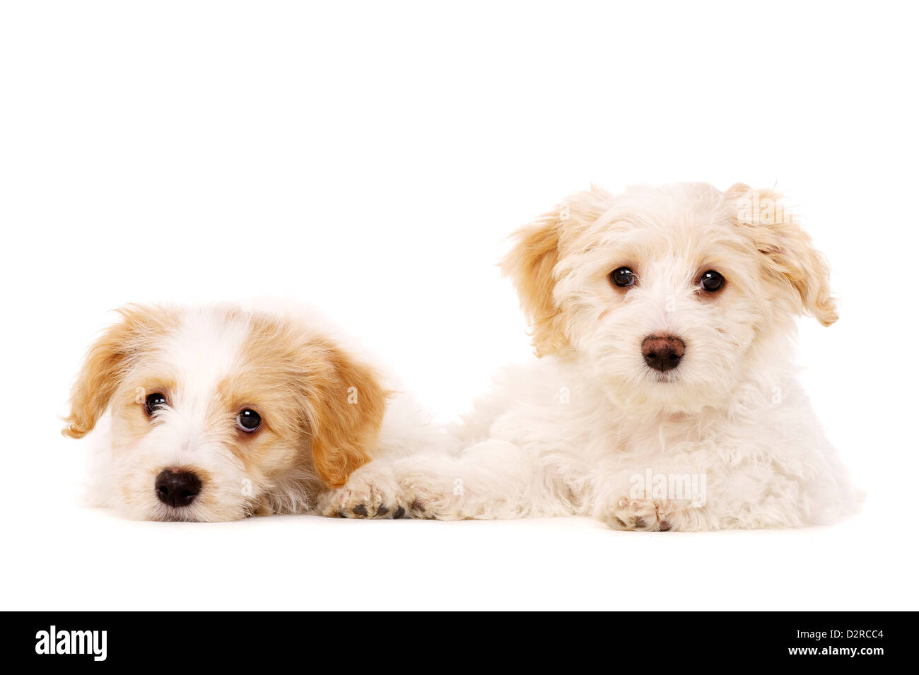 Sleepy Bichon Frise deux chiots croisée prévue isolé sur fond blanc Banque D'Images