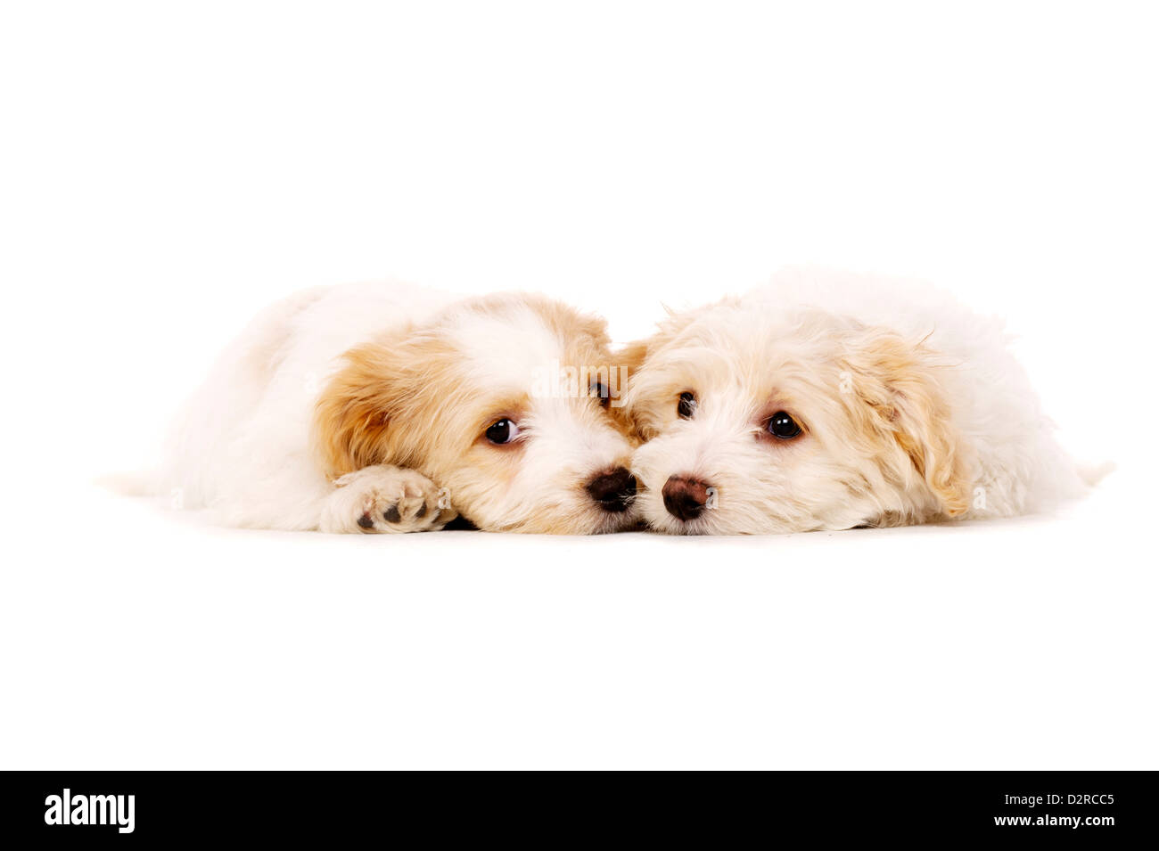 Sleepy Bichon Frise deux portées chiots croisé ensemble isolé sur fond blanc Banque D'Images