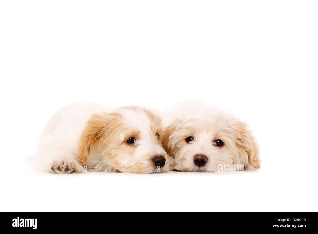 Sleepy Bichon Frise deux portées chiots croisé ensemble isolé sur fond blanc Banque D'Images