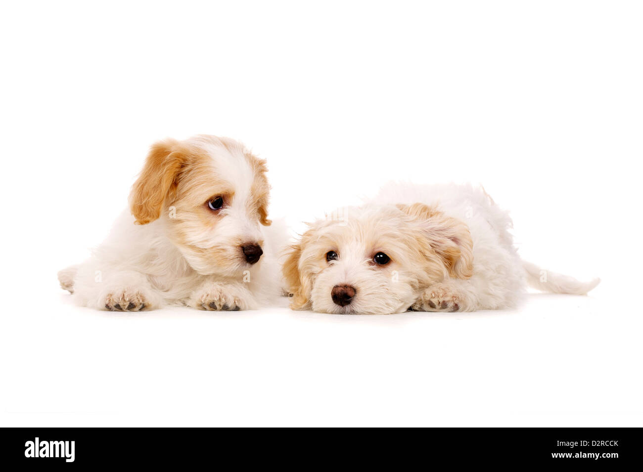 Sleepy Bichon Frise deux portées chiots croisé ensemble isolé sur fond blanc Banque D'Images