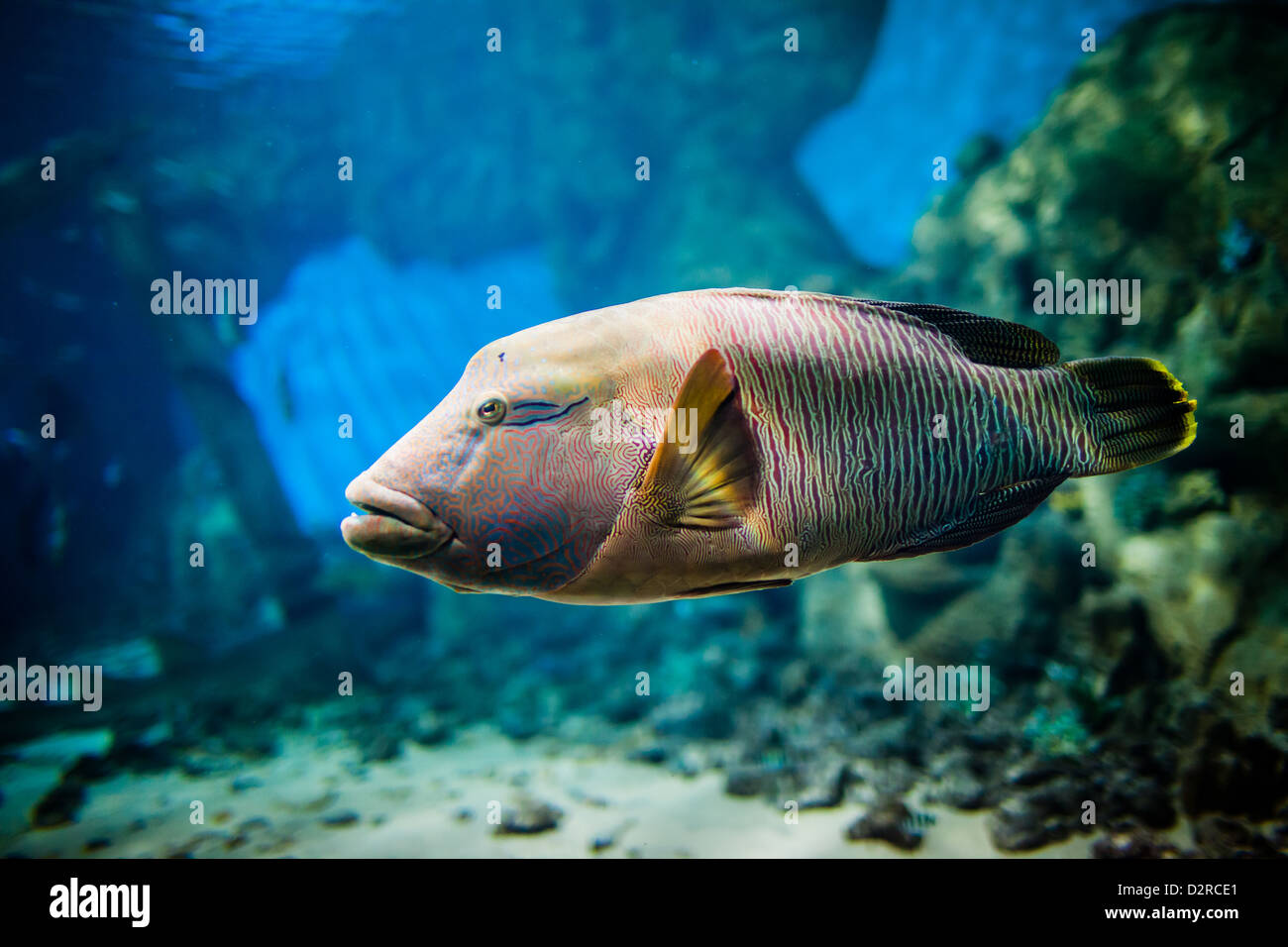 Cheilinus undulatus dans un aquarium Banque D'Images