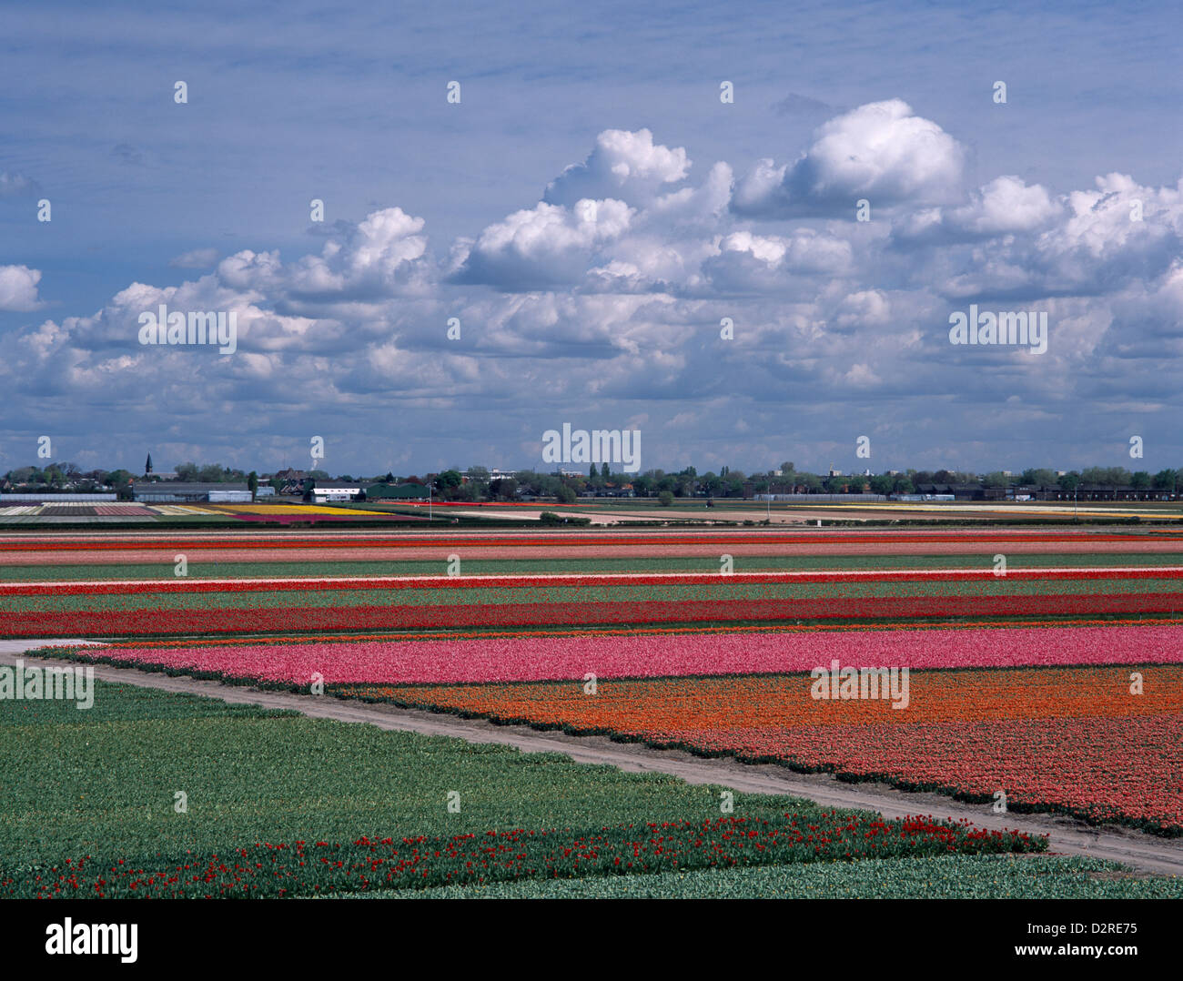 Tulipa cultivar, Tulip, couleurs mélangées. Banque D'Images