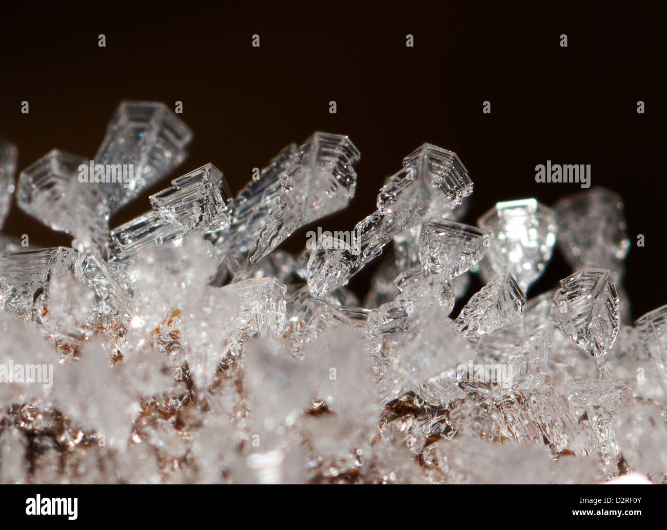Frost / cristaux de glace sur la branche d'un arbre. Banque D'Images