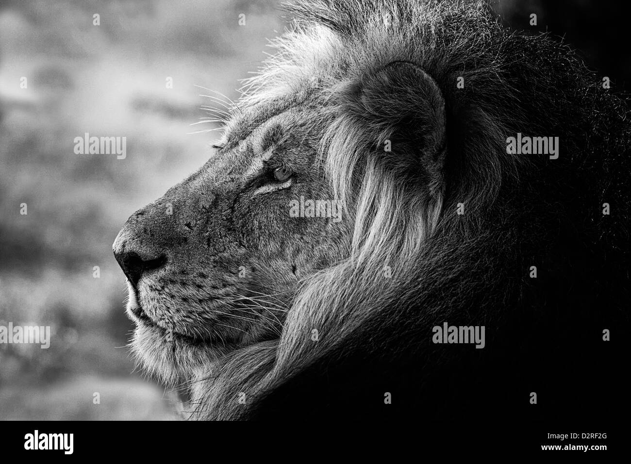 Portrait d'un grand mâle lion en noir et blanc, l'Afrique, l'Afrique, désert du Kalahari. dominant, schwarz weiß, s/w Banque D'Images