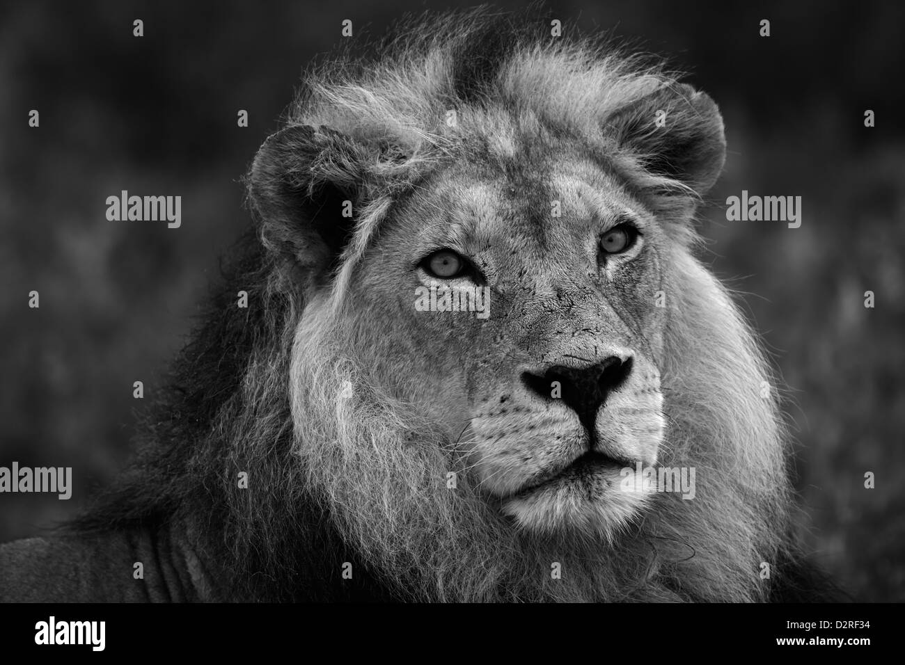 Portrait d'un grand mâle lion en noir et blanc, l'Afrique, l'Afrique, désert du Kalahari. dominant, schwarz weiß, s/w Banque D'Images