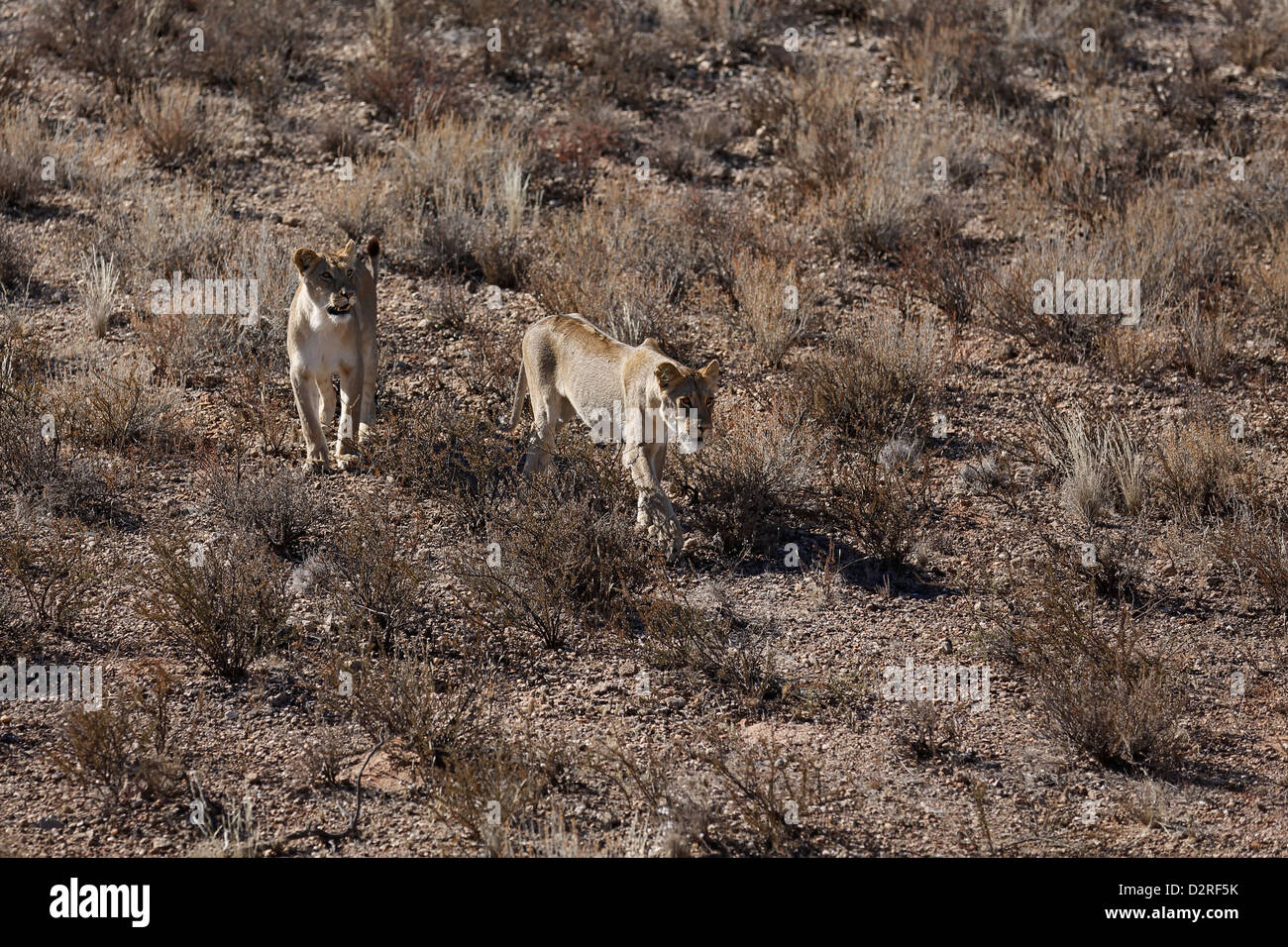 Deux lionnes du Kalahari sur dune, lion, Panthera leo, Afrique du sud du Kalahari Botsuana Banque D'Images