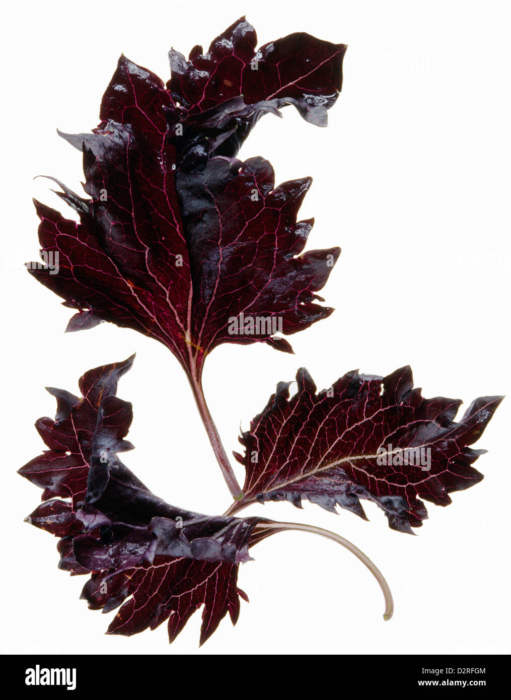 Ocimum basilicum 'Purple Ruffles', Basilic, basilic pourpre, rouge matière, fond blanc. Banque D'Images