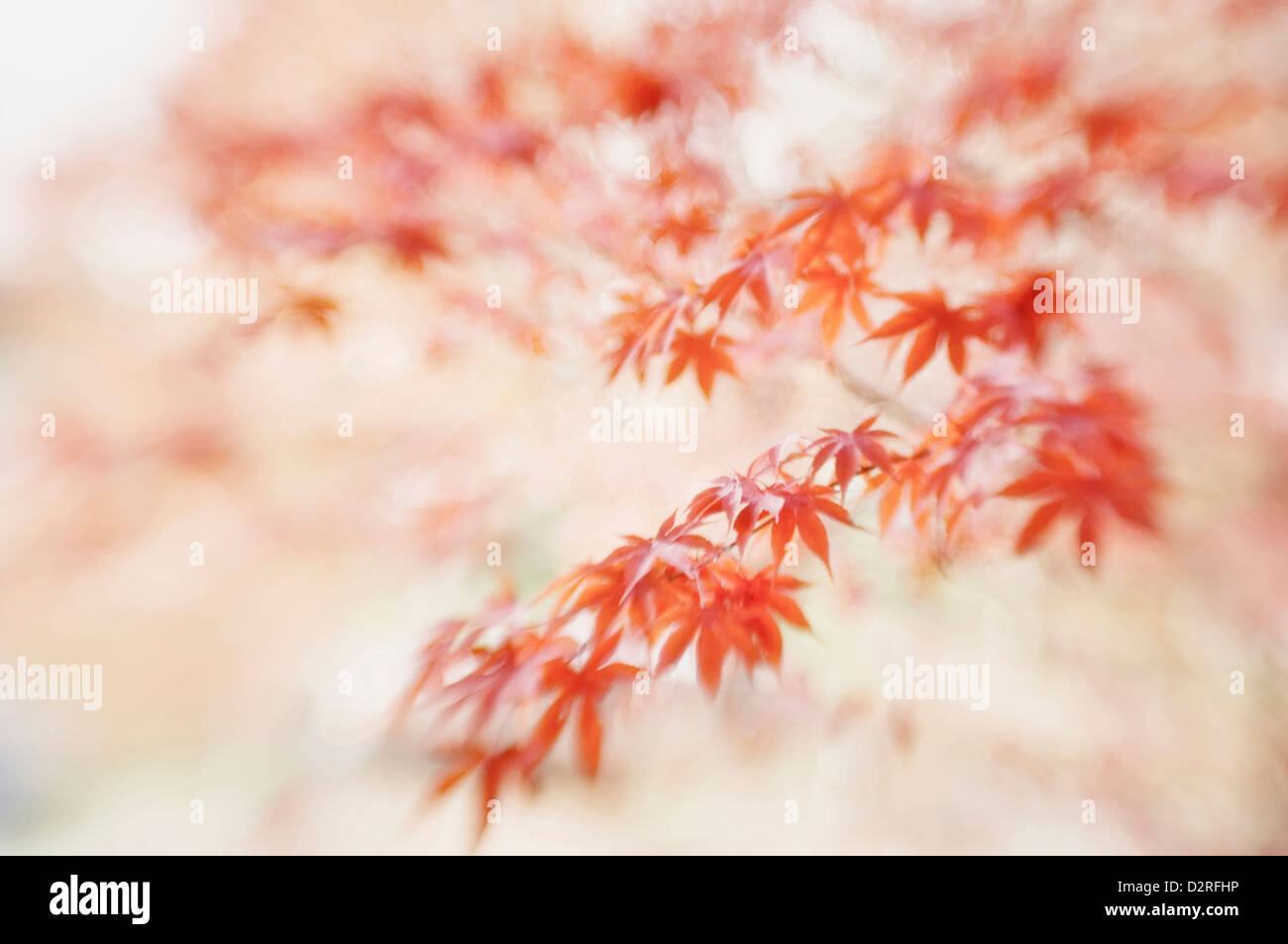 Acer palmatum, érable japonais Banque D'Images
