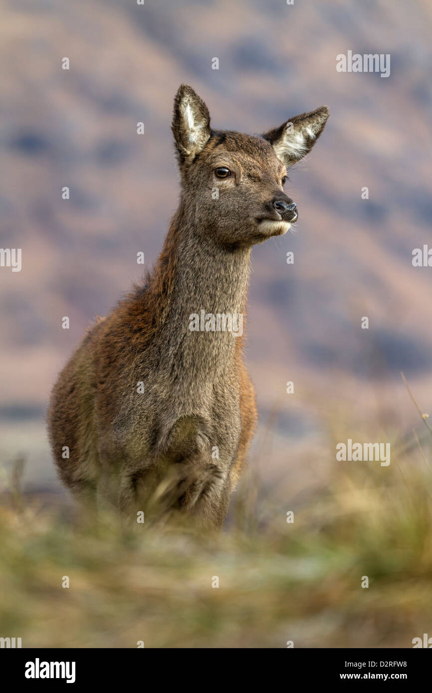 Les femelles du cerf dans Glen Etive, Highlands, Scotland Banque D'Images