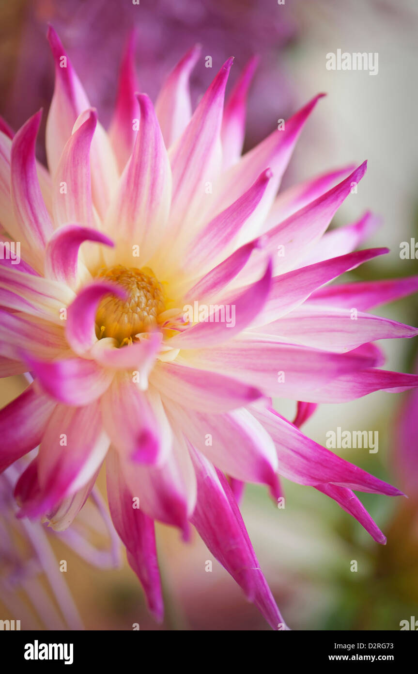 Cultivar Dahlia, Dahlia, Rose. Banque D'Images