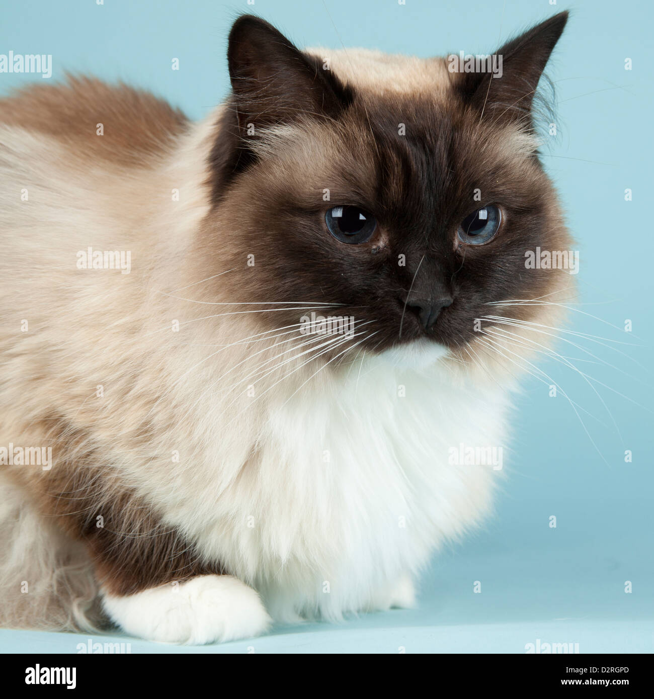 Chat Ragdoll Banque D'Images