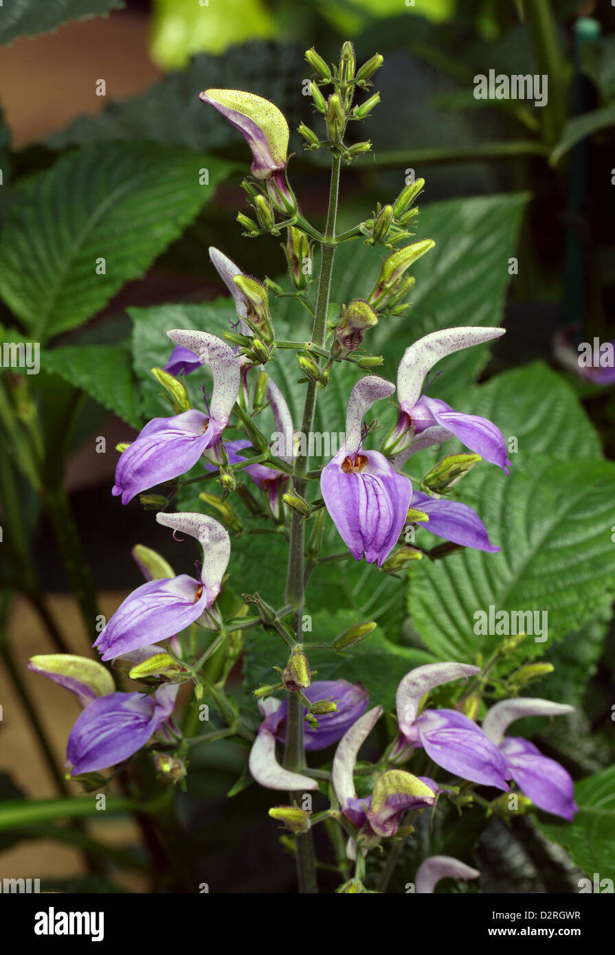 Salvia, nyanzarum Brillantaisia géant, des .. Kenya, Tanzanie, Zaïre, Afrique tropicale. Banque D'Images