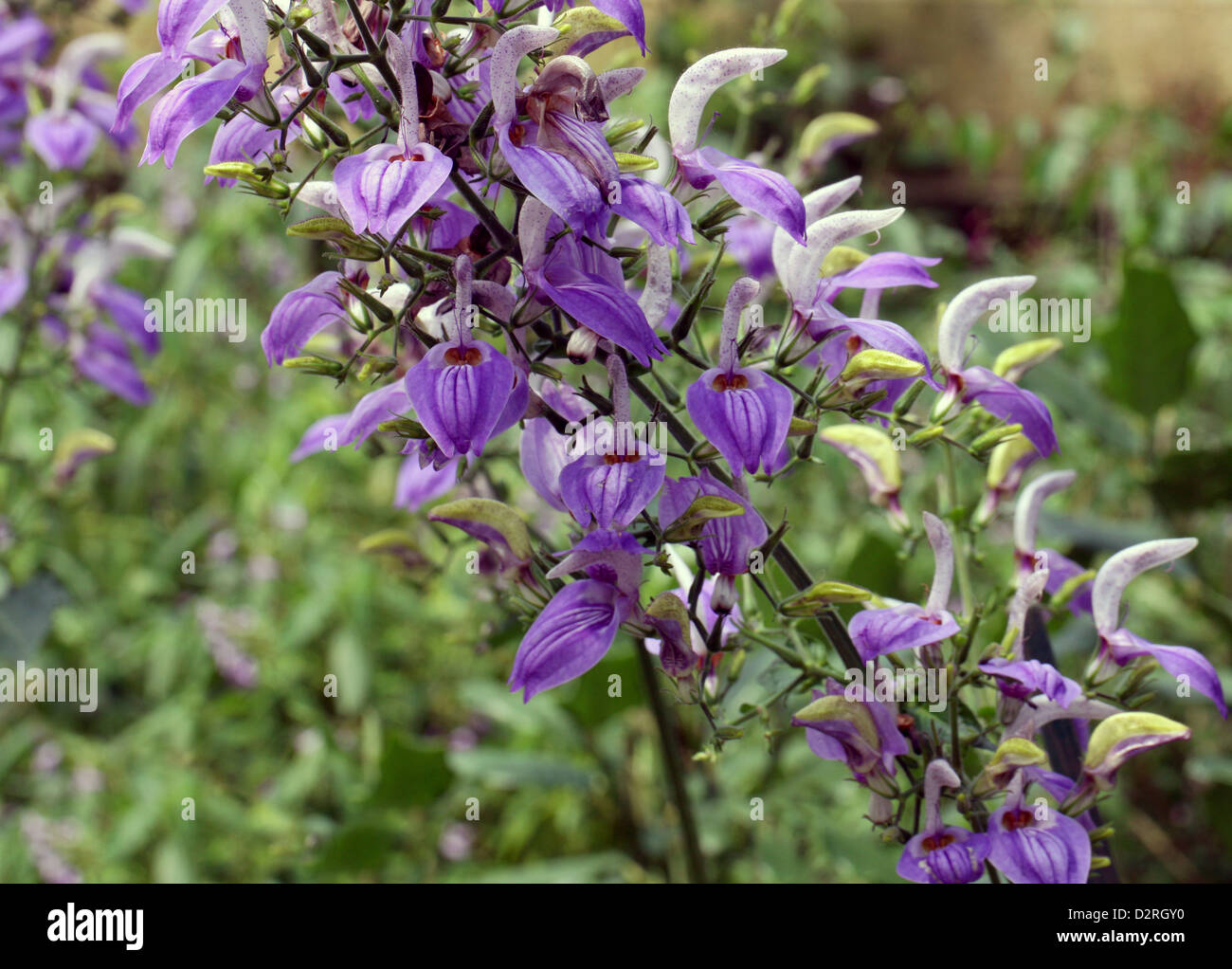 Salvia, nyanzarum Brillantaisia géant, des .. Kenya, Tanzanie, Zaïre, Afrique tropicale. Banque D'Images