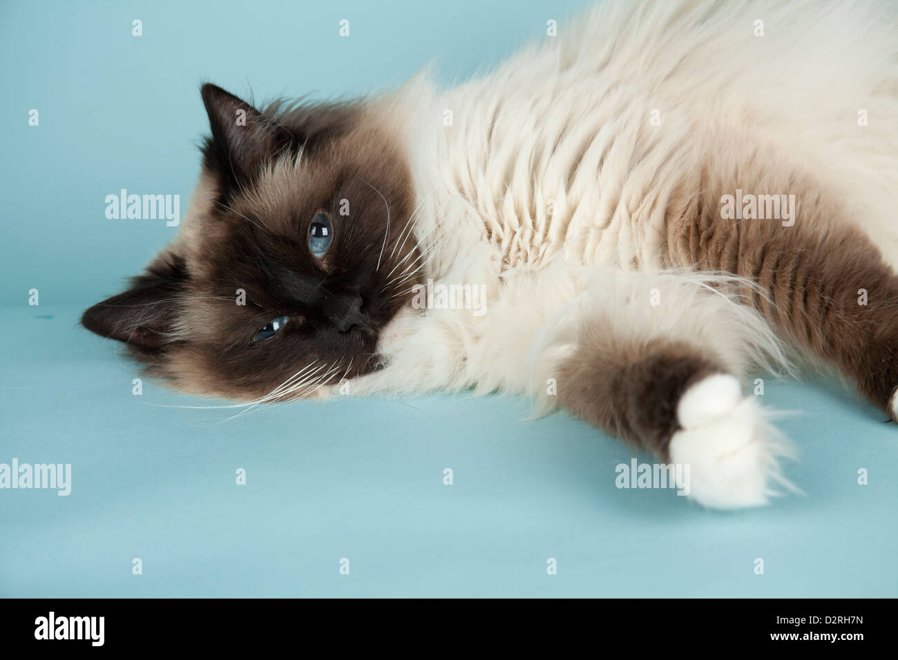 Chat Ragdoll Banque D'Images