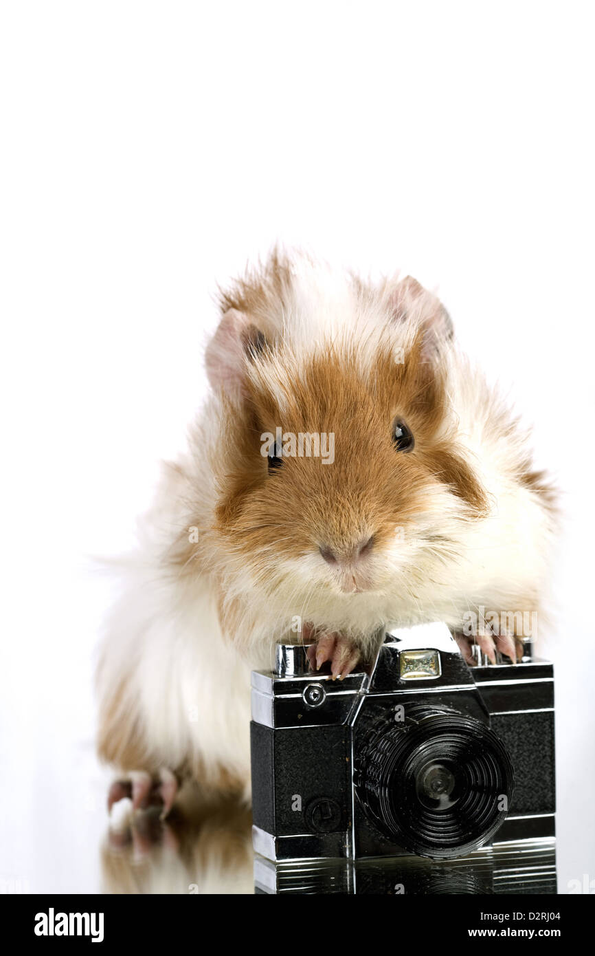 Funny shaggy photographe. Une vieille photo caméra avec Cavia Banque D'Images