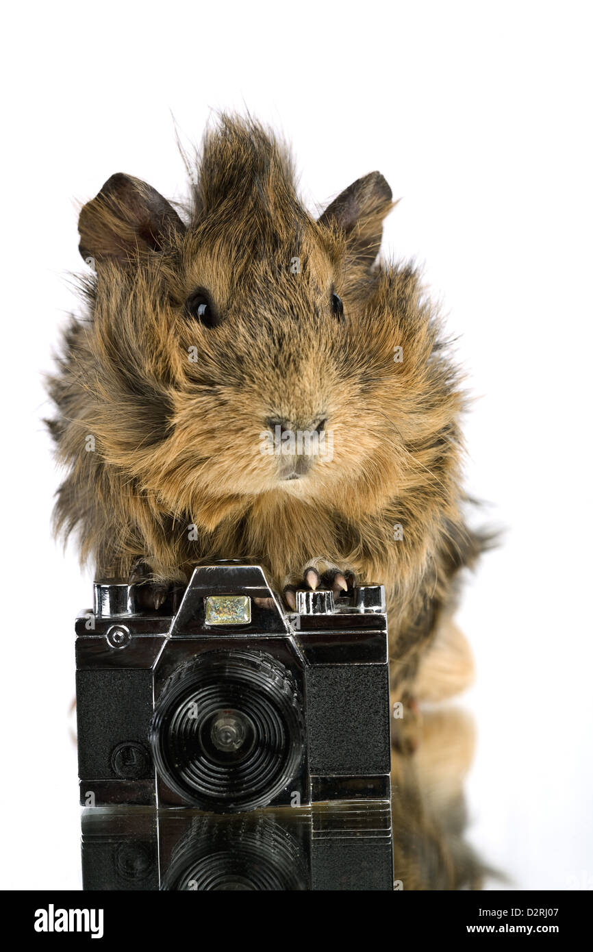 Funny shaggy photographe. Une vieille photo caméra avec Cavia Banque D'Images