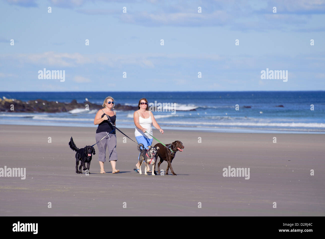 Deux femmes marchant trois chiens sur la plage. Banque D'Images