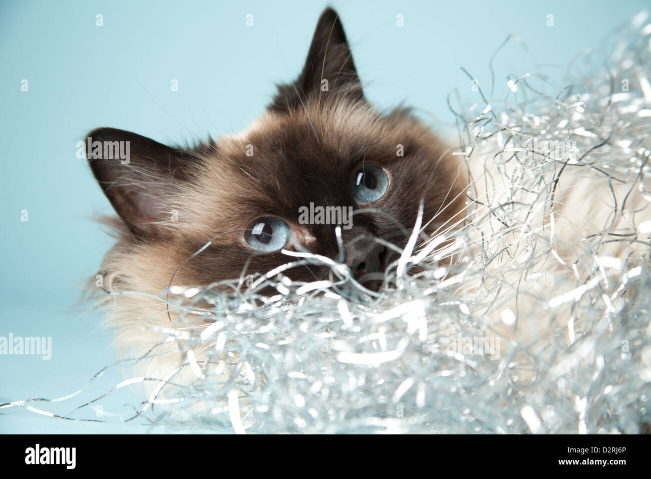 Chat Ragdoll sur fond bleu Banque D'Images