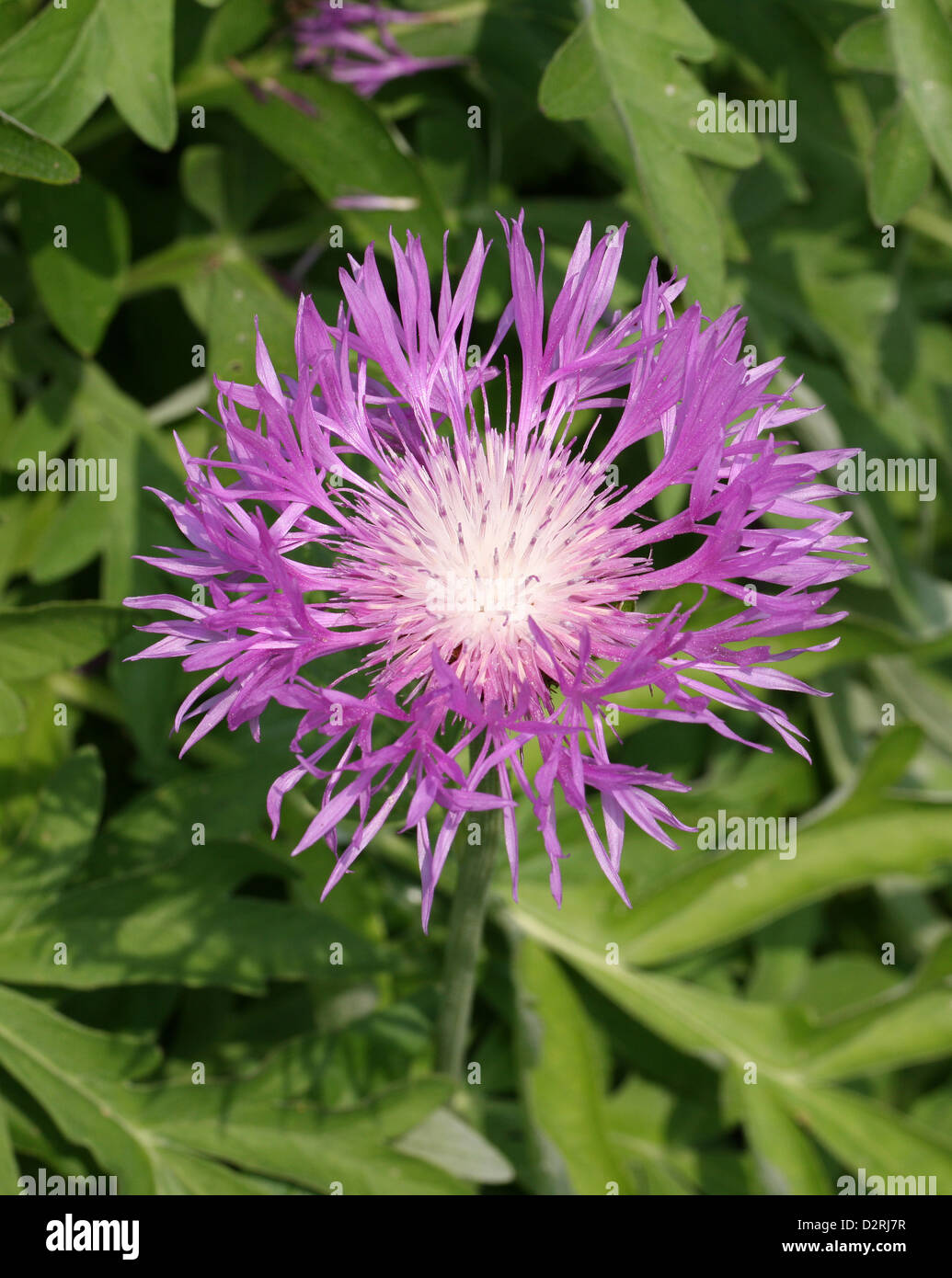 Bachelors rose Bouton, Centaurea pulcherrima, de la famille des Astéracées. L'Arménie et la Turquie. Banque D'Images