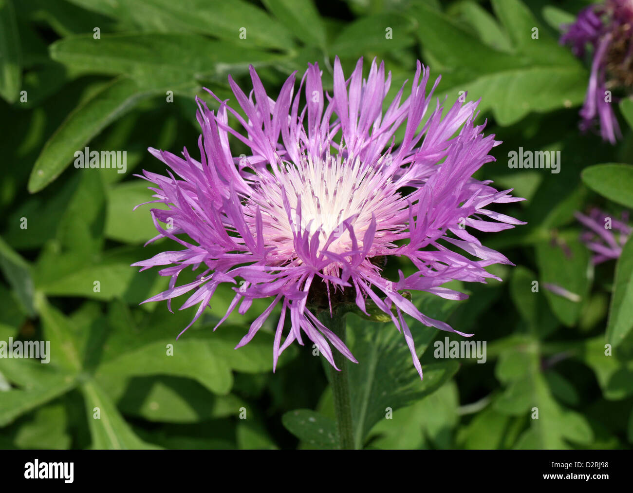 Bachelors rose Bouton, Centaurea pulcherrima, de la famille des Astéracées. L'Arménie et la Turquie. Banque D'Images