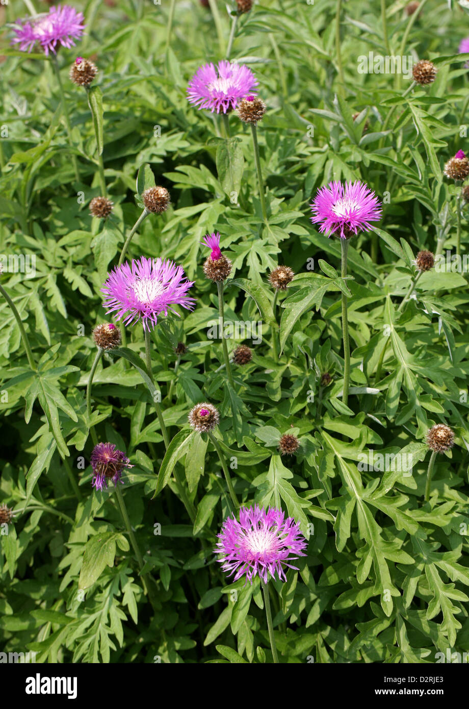 Bachelors rose Bouton, Centaurea pulcherrima, de la famille des Astéracées. L'Arménie et la Turquie. Banque D'Images