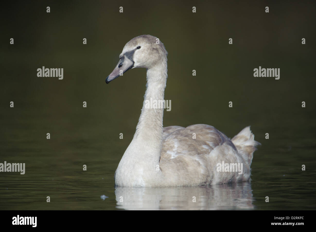 Mute Swan (Cygnus olor) cygnet, natation, creuse d'étangs, traverser Leytonstone, Londres , Essex, Angleterre Banque D'Images