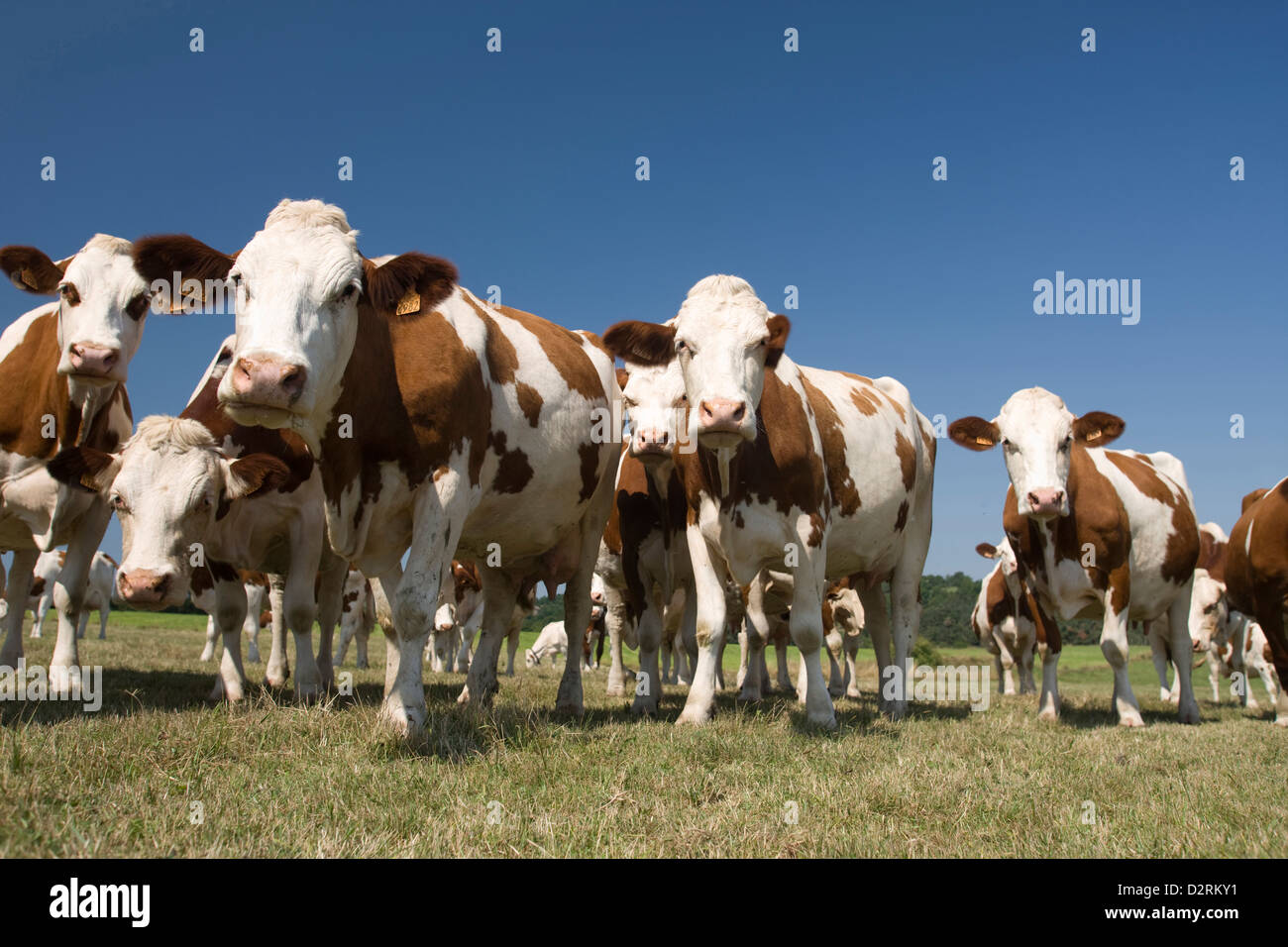 Troupeau de bovins en pâturage FAVEROLLES CANTAL AUVERGNE FRANCE Banque D'Images
