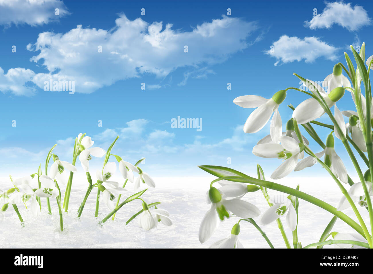 Perce-neige dans la neige avec ciel bleu et nuages Banque D'Images