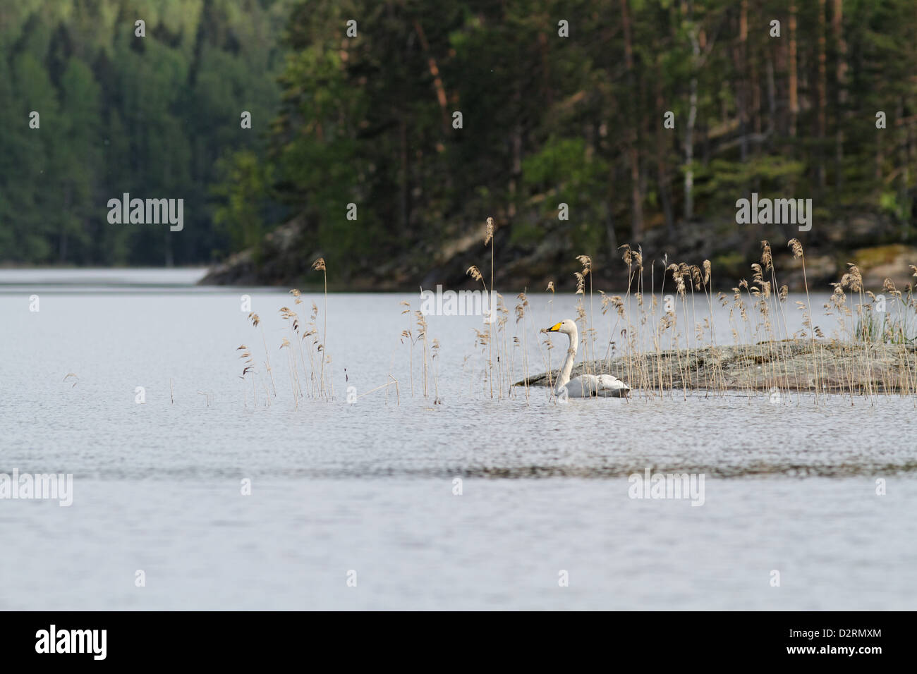 Cygne chanteur dans le lac Haukivesi, Parc National de Linnansaari, Finlande Banque D'Images