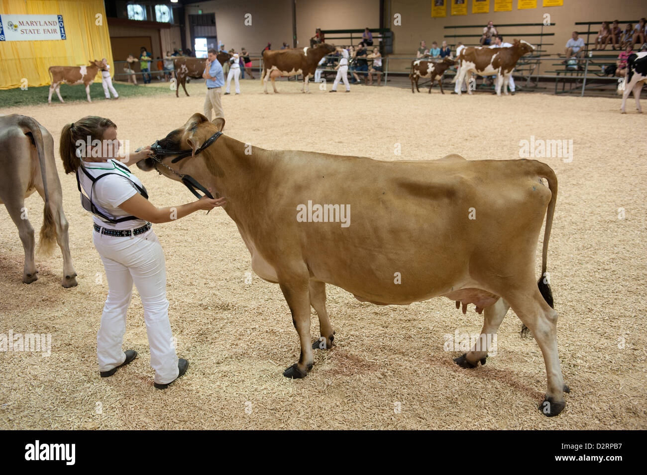 Jeune fille montrant à la vache laitière juste montrer l'État du Maryland Banque D'Images