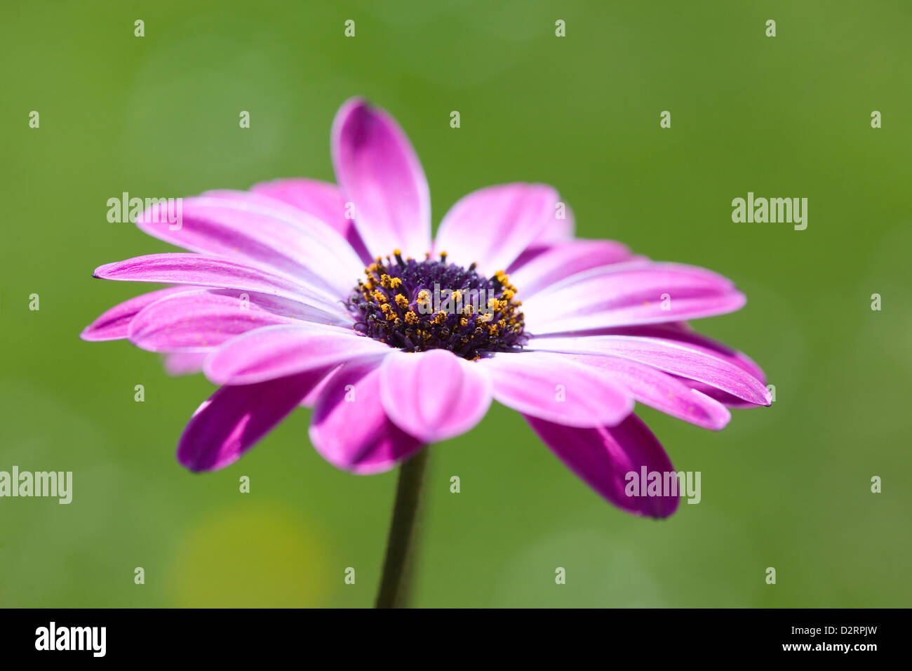 Osteospermum violet, peu profond, dof daisy africains sur l'arrière-plan flou vert Banque D'Images Osteospermum violet, peu profond, dof daisy africains sur l'arrière-plan flou vert Banque D'Images