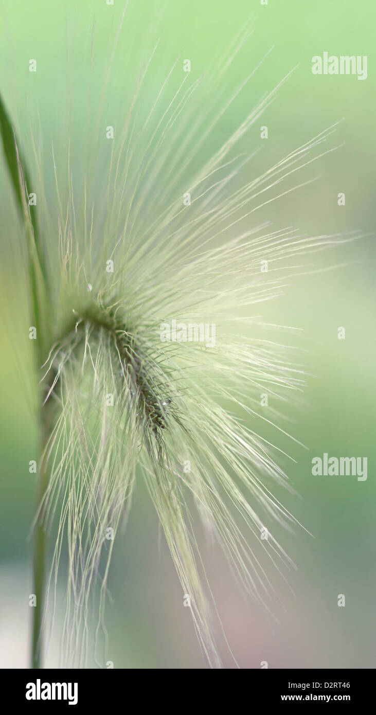 Hordeum jubatum, orge queue d'Écureuil, herbe, Vert l'objet. Banque D'Images