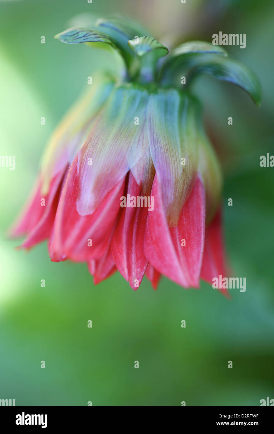 Dahlia Dahlia, le cultivar, l'objet rouge. Banque D'Images