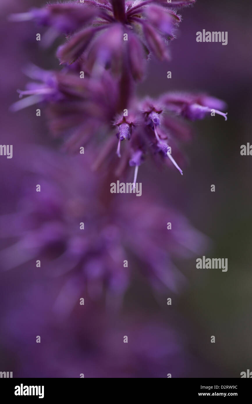 Salvia verticillata 'Purple Rain', violet lilas, Pourpre sage sujet. Banque D'Images