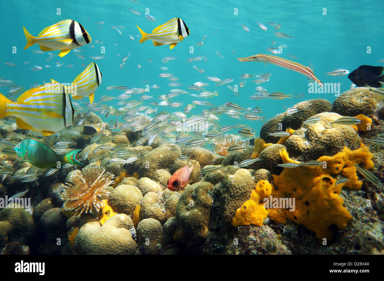 Mer florissante vie sous-marine avec l'école de poissons tropicaux dans un récif de corail, la mer des Caraïbes, le Panama Banque D'Images
