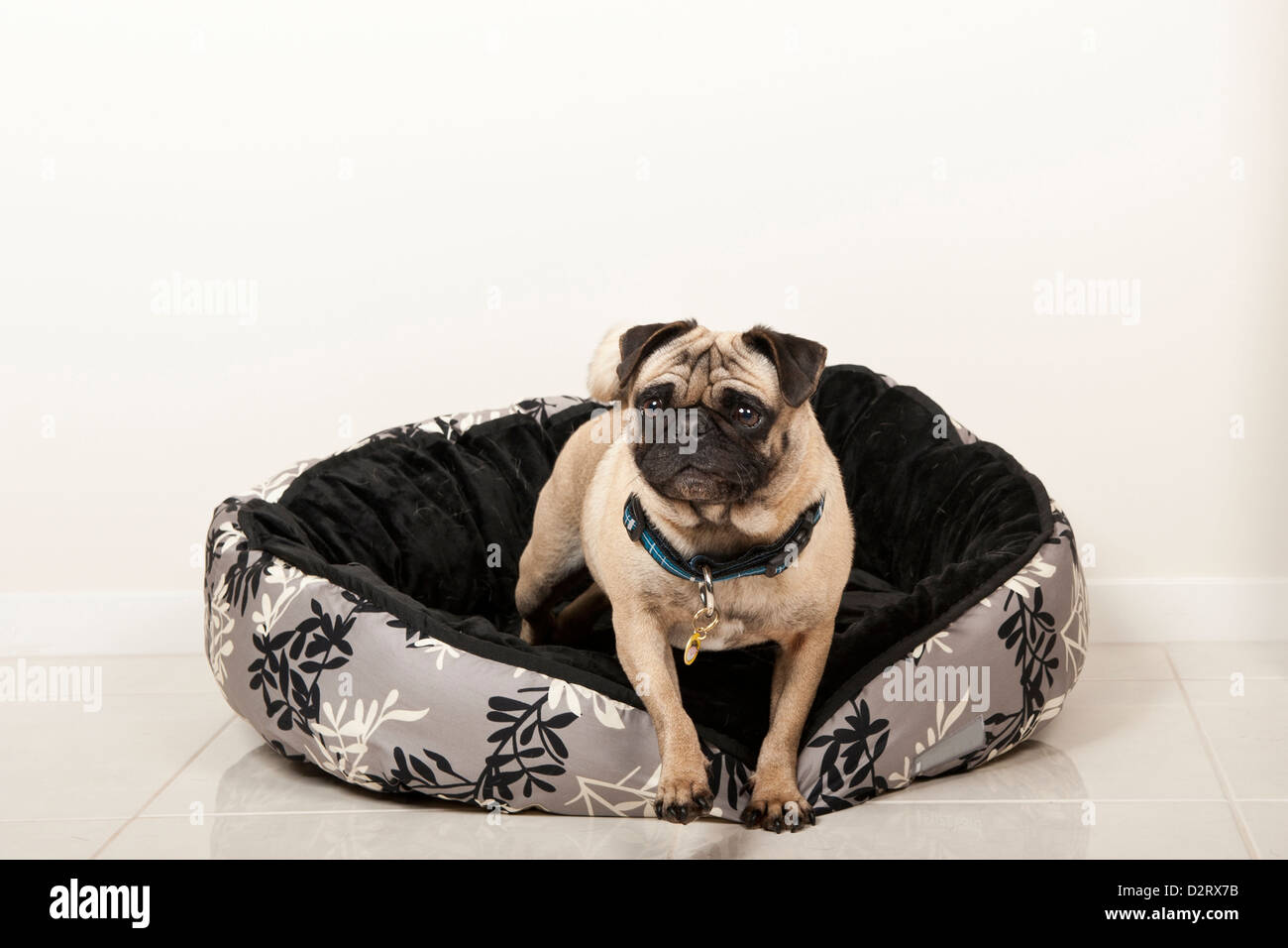 Le PUG dog in dog bed Banque D'Images