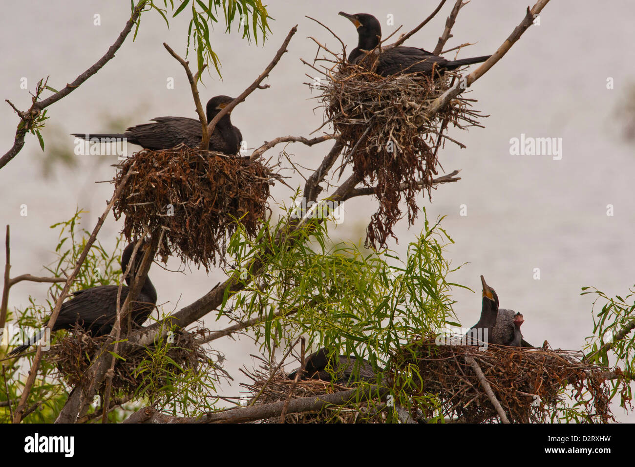 USA, Texas, île haute. La nidification des cormorans à aigrettes. En tant que crédit : Cathy & Gordon Illg / Jaynes Gallery / DanitaDelimont.com Banque D'Images